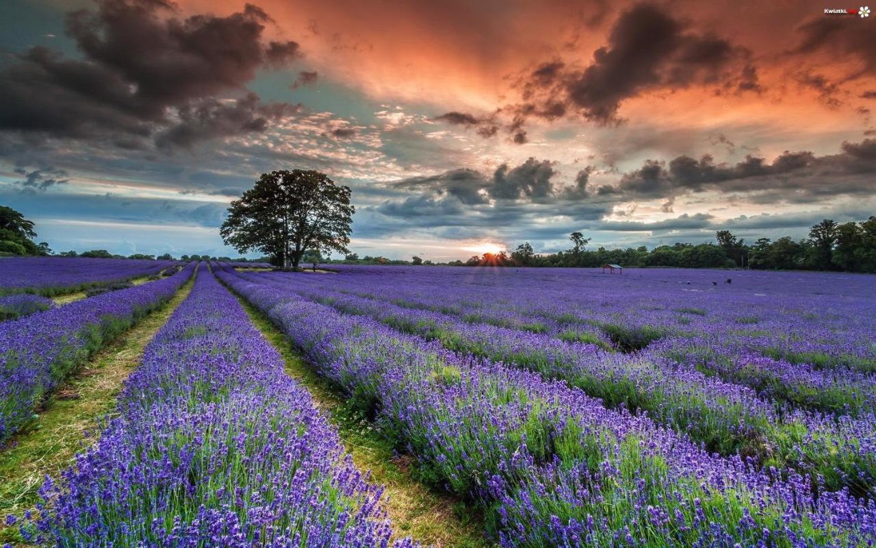 La Maison Des Collines Allemagne en Provence Bagian luar foto